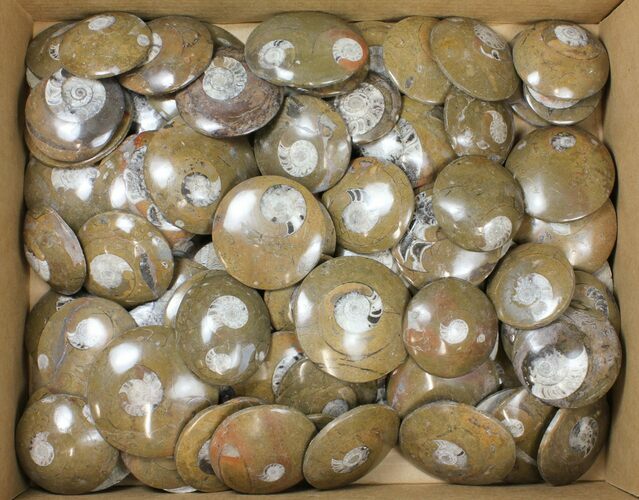 Lot - to Polished Goniatite Fossils - Pieces #133894